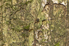Neopantopsalis pentheter