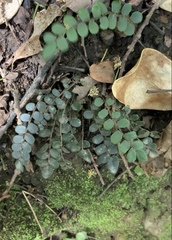 Pellaea rotundifolia