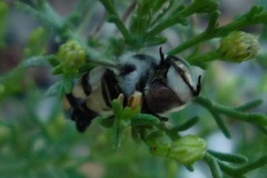 Copestylum fornax
