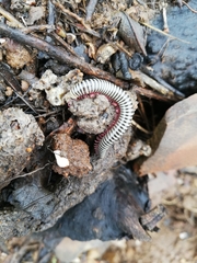 Ommatoiulus lusitanus