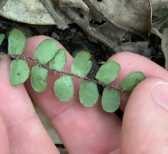 Pellaea rotundifolia