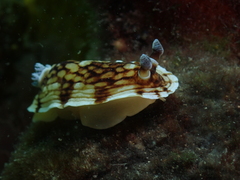 Aphelodoris varia