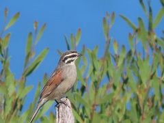 Emberiza capensis