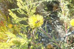 Leucospermum gracile