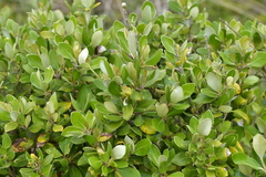 Olearia traversiorum