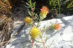Leucospermum gracile