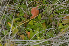 Tetragonia trigyna