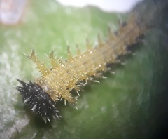 Pseudacraea lucretia tarquinea