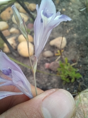 Gladiolus permeabilis