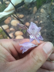 Gladiolus permeabilis
