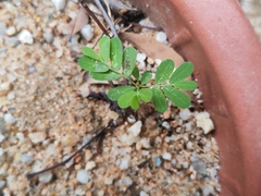 Phyllanthus urinaria