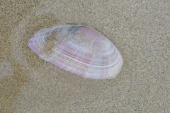 Gari convexa