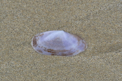 Hiatula nitida