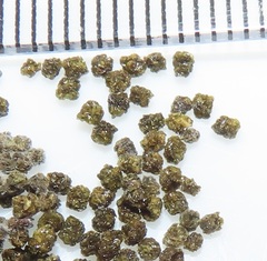 Pseudacraea lucretia tarquinea