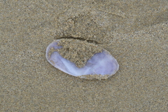 Hiatula nitida