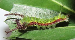 Pseudacraea lucretia tarquinea