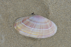 Gari convexa