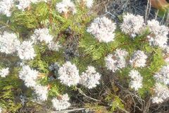 Serruria rubricaulis