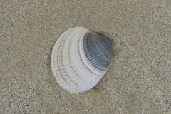 Austrovenus stutchburyi