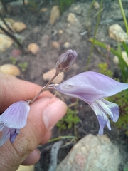 Gladiolus permeabilis