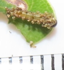 Pseudacraea lucretia tarquinea