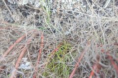 Serruria rubricaulis