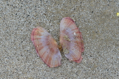 Gari convexa