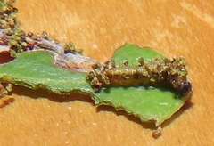 Pseudacraea lucretia tarquinea