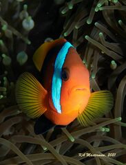 Amphiprion melanopus