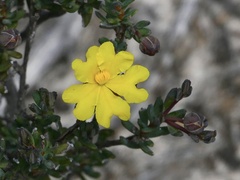 Hibbertia gracilipes