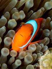 Amphiprion melanopus