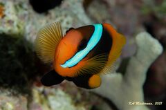 Amphiprion melanopus