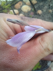 Gladiolus permeabilis
