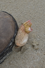 Notobalanus vestitus