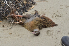 Gallirallus australis hectori