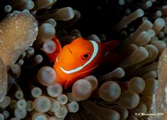 Amphiprion biaculeatus