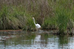 Ardea alba modesta