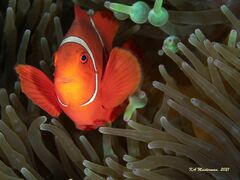 Amphiprion biaculeatus