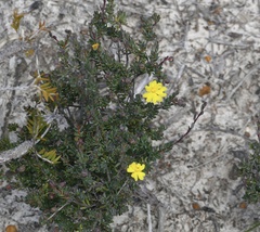 Hibbertia gracilipes