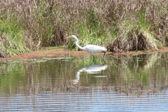 Ardea alba modesta