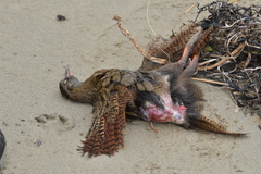 Gallirallus australis hectori