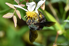 Xylocopa caerulea