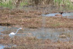 Ardea alba modesta