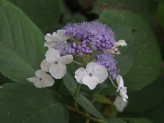 Hydrangea involucrata