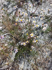 Senecio umbellatus