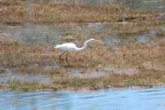 Ardea alba modesta