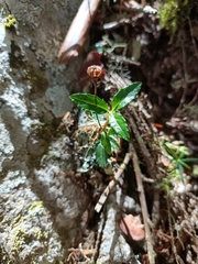 Chimaphila