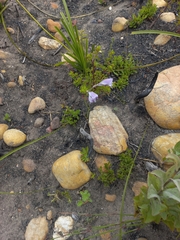 Gladiolus permeabilis