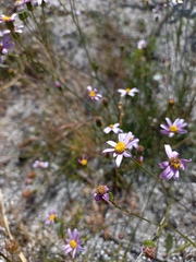 Senecio umbellatus