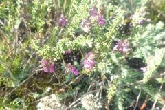 Indigofera alopecuroides